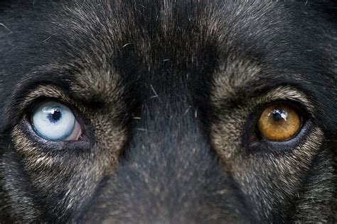 German Shepherd Eye Colors: Things You Need To Know