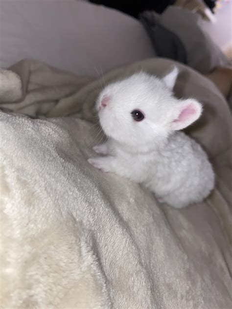 Meet chungus, my baby Dutch bunny! : r/Rabbits