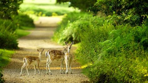 Beautiful baby deer pictures hd 1080p 1920x1080 desktop. | Green nature wallpaper, Beautiful ...