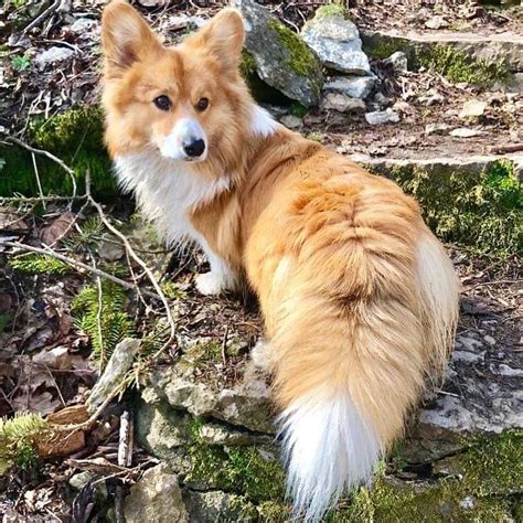 Never have I ever seen a Corgi with a tail this magnificently floofy (Not OP) 😍 : r/cute