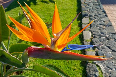 Strelitzia Flower Free Stock Photo - Public Domain Pictures