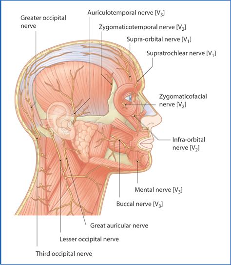 Scalp and Face | Basicmedical Key