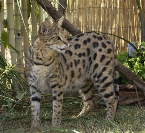 Our concern for honesty and integrity for Savannah Cat Breeders