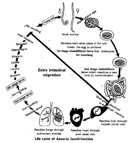 Ascaris Lumbricoides Life Cycle