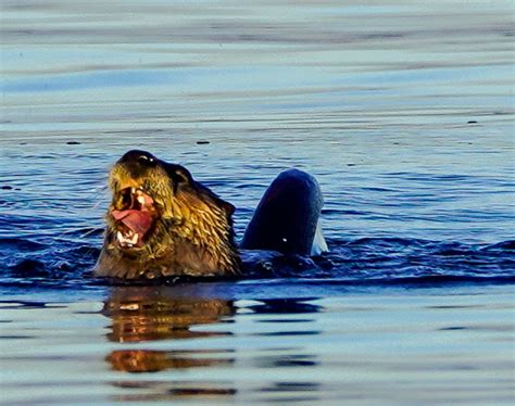 A Professor's Passion: Studying Otter Behavior - Whidbey Camano Land Trust