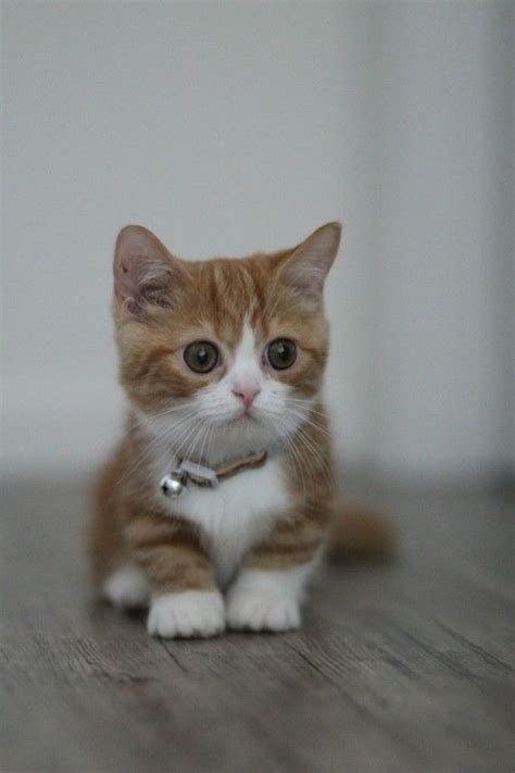 21 Munchkin Cats That Are So Adorable, You Won't Believe They Are Real | Kittens cutest ...