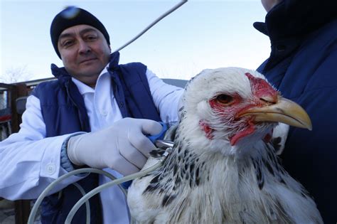 Russia warns of human-to-human transmission of bird flu strain