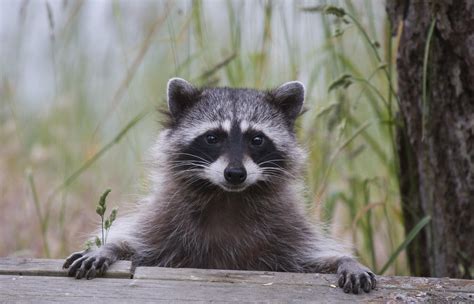 Woman Charged After Bringing Pet Raccoon To A Bar | iHeart