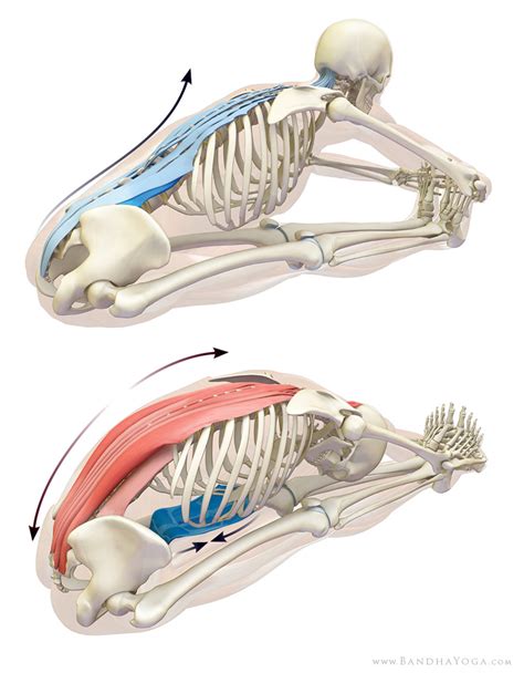 PhysioMotion: [進階肌動學] 如何伸展豎脊肌 How to stretch your erector spinae