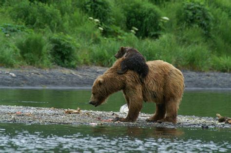 Grizzly Bears vs Brown Bears : Differences | Alaska Tours