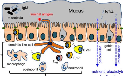 Mucosa Layer Of Gi Tract