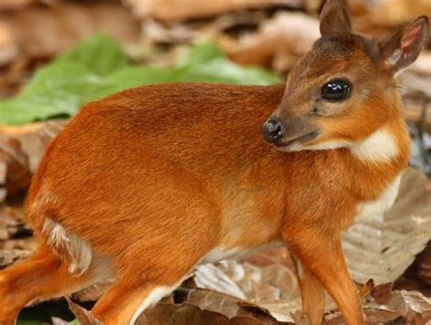 Royal Antelope (Neotragus Pygmaeus) Species, Details, Facts, Photos & More - Wiki King | Latest ...