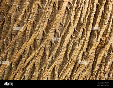 Horse Chestnut Tree bark in a generic English woodland in Autumn Stock Photo - Alamy