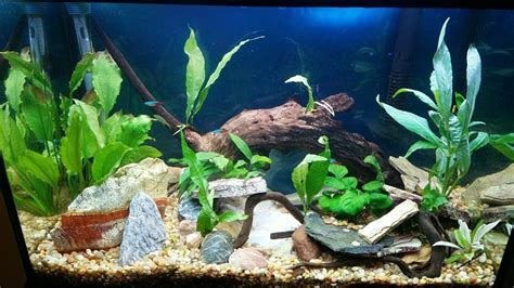 20 gallon aquascape freshwater aquarium planted | Freshwater aquarium plants, Planted aquarium ...