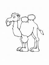 Two Hump Camel coloring Page sketch template