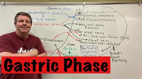 Phases of Gastric Secretion, Gastric Phase - YouTube