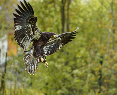 Bald eagle flying 24707550 Stock Photo at Vecteezy