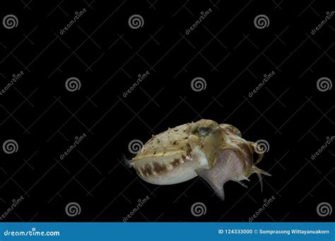 Cuttlefish eating fish stock photo. Image of baby, latimanus - 124333000