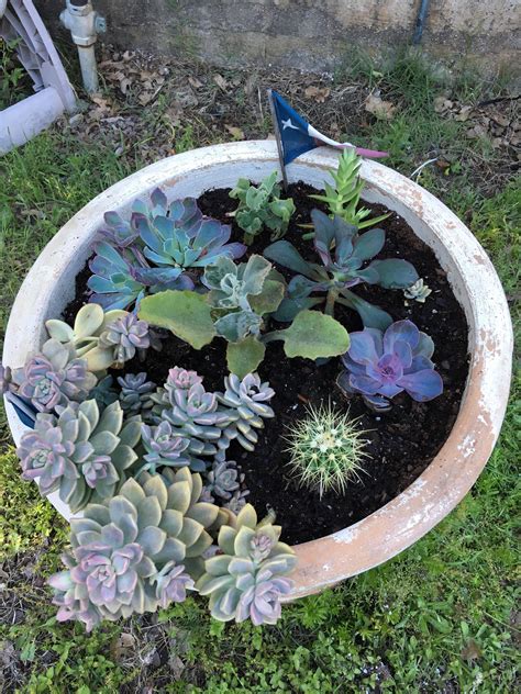 Updated My Outdoor Planter : r/succulents