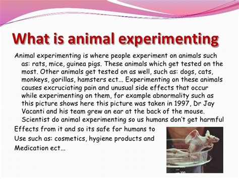 Animal experiments