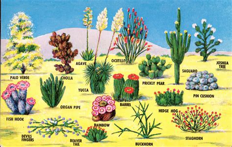 Desert Plants