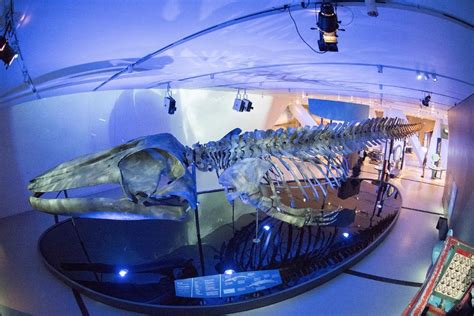 Blue whale exhibition opens at Royal Ontario Museum | Canadian Geographic