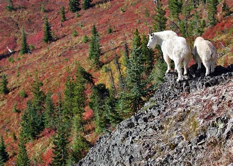 Wildlife Viewing | Visit Rainier