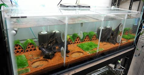 Multiple Shrimp Tank Set Up Advise - Shrimp Tank Setup - Shrimp Keepers ...