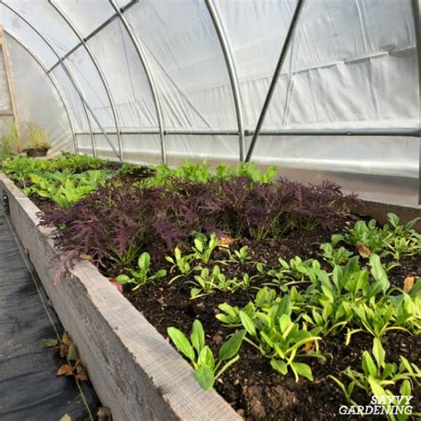 A Winter Greenhouse: How to Harvest Vegetables All Winter