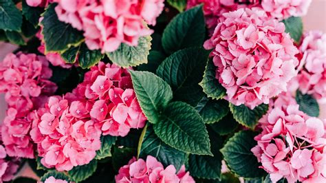 Pink Spring Hydrangea Hortensia Floral Flowers Green Leaves Background HD Flowers Wallpapers ...