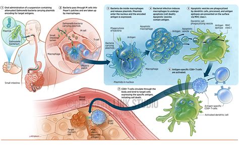 Oral T-cell Immunotherapy - Link Studio