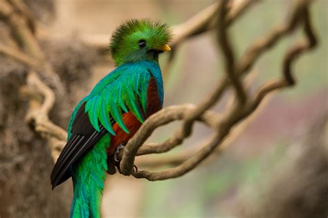 El Quetzal, ave emblemática de Mesoamérica, al borde de la extinción ...