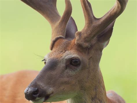 Why bucks shed their antlers | Mississippi State University Extension ...