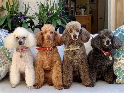 Do you know how many Poodle colors there are? Which is the best? - K9 Web