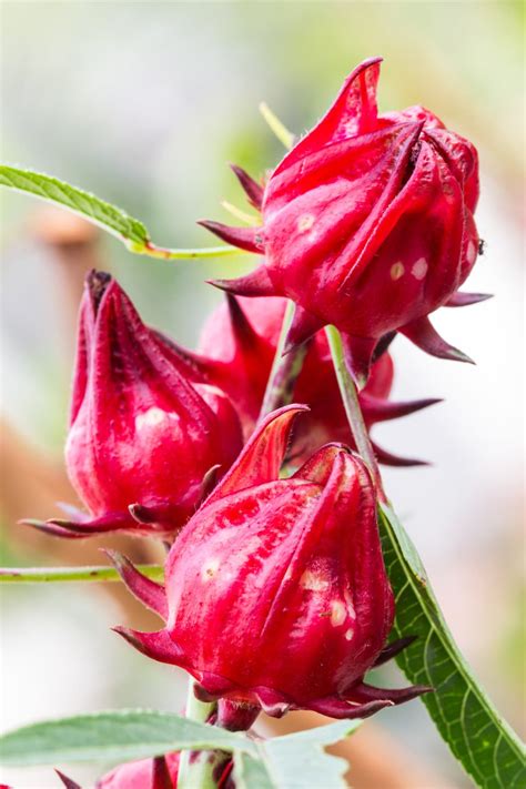 Roselle (Hibiscus Sabdariffa) | ubicaciondepersonas.cdmx.gob.mx