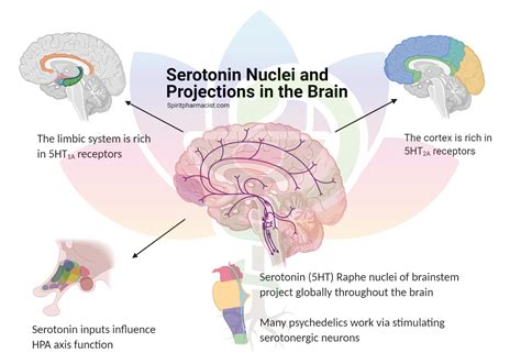 An Introduction to Serotonin