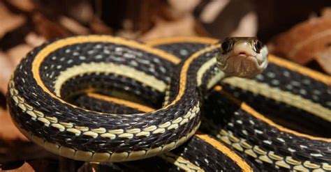 Meet 10 Snakes of the Tennessee River - Wiki Point