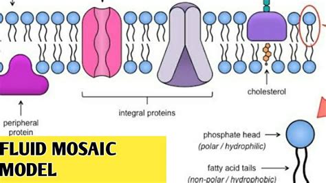 Fluid Mosaic Model of plasma membrane|| plasma membrane|| - YouTube