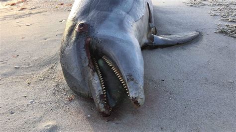 Two more dead dolphins found in Collier as experts theorize about cause