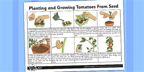 Planting Tomato Seeds Fact Sheet Looking After Tomato Plants