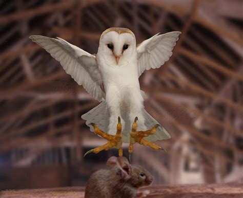 Animals Photographs: Barn Owl Pouncing on Mouse, WP11414.