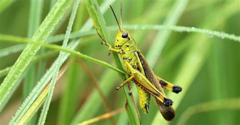 Katydid vs Grasshopper: What Are 8 Key Differences? - IMP WORLD