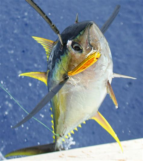 Tropical Affair!: Fishing with New 2012 Penn Reel For Yellowfin tuna ...