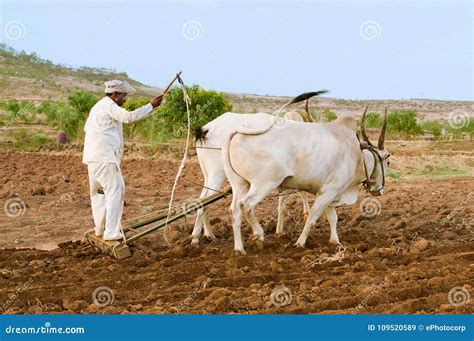 Farmer Plowing with Bulls and Wooden Plough Editorial Stock Image - Image of farming, cereal ...