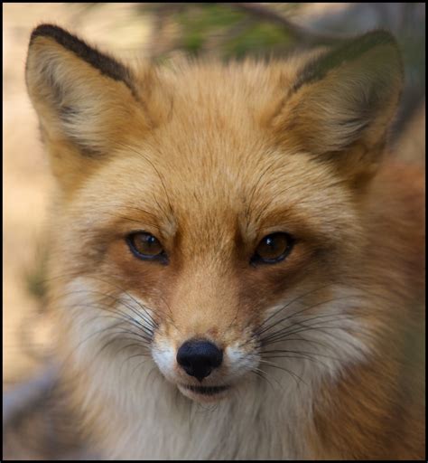 Red Fox (Vulpes vulpes). Part II. | Help Change The World. The Future ...