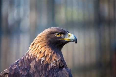 Golden Eagle | California Living Museum