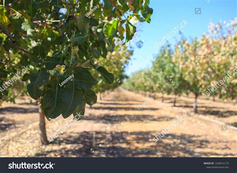 Pistachio Cultivation Harvesting Sets Natural Stock Photo 1230672175 ...