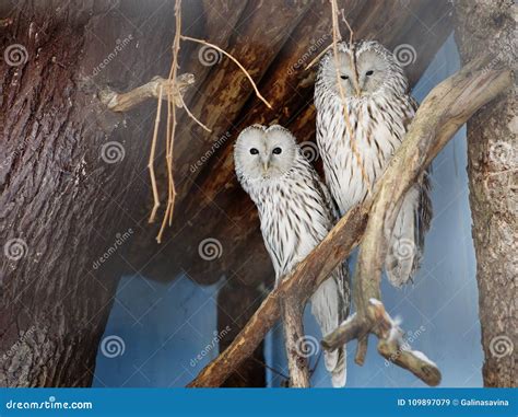 The great grey owl. stock image. Image of species, great - 109897079