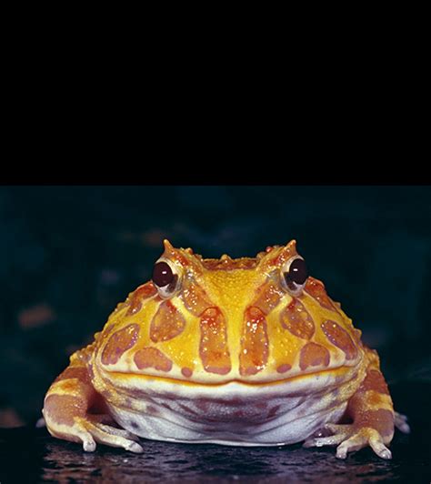 Albino Horned Frog Amphibians, Reptiles, Horned Frogs, Albino, Nora, Portraiture, Cute Animals ...