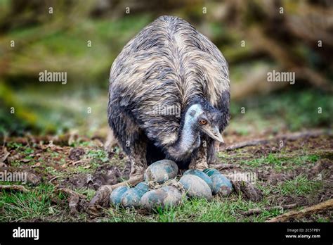 Emu eggs hi-res stock photography and images - Alamy